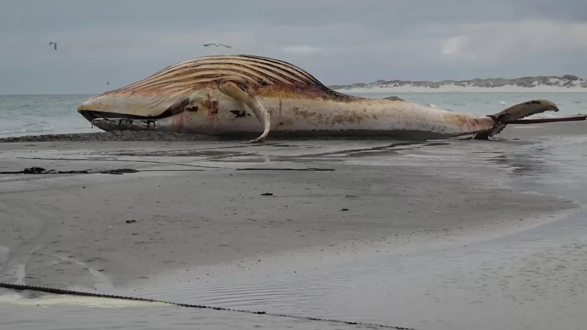 Dead humpback whale dragged to Danish shore