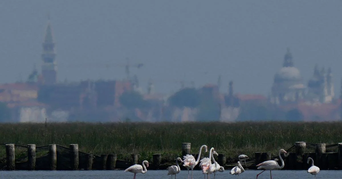 Venice’s growing flamingo population finds refuge in recovering wetlands