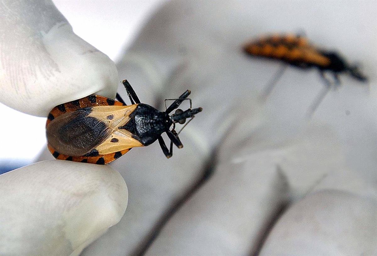 Chagas disease (also known as American trypanosomiasis)