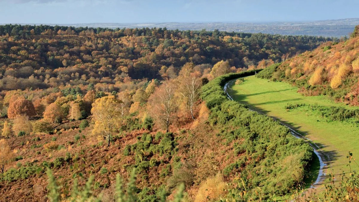 How a lost road helped rewild a rare landscape