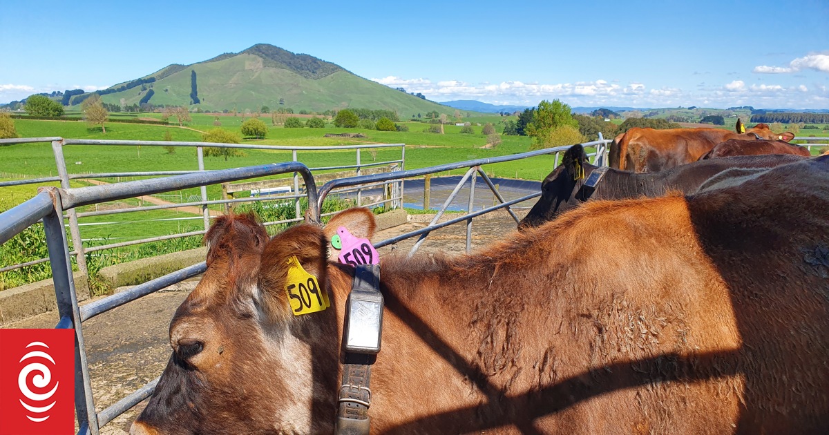 Veterinarians for Animal Welfare calls for better monitoring of virtual fencing technology