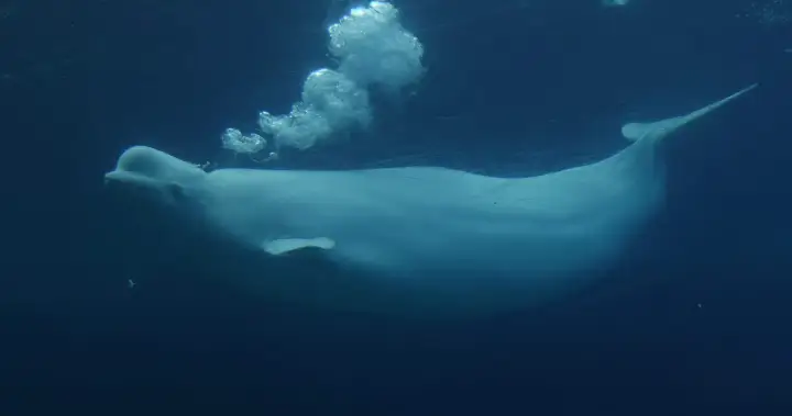 Ottawa endorses plan to send Marineland’s belugas to U.S., Spain