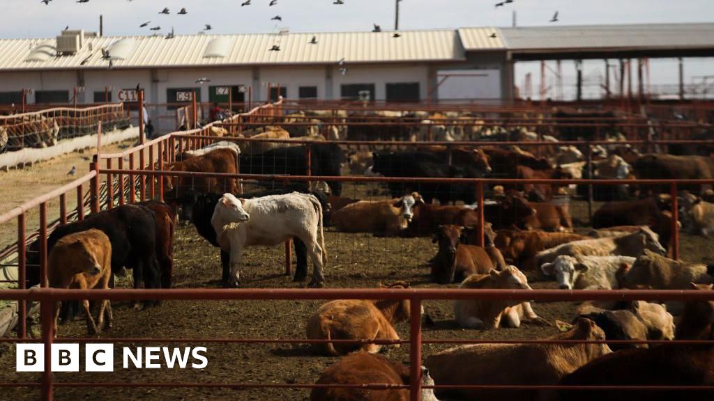 Canada bans Texas cattle over flesh