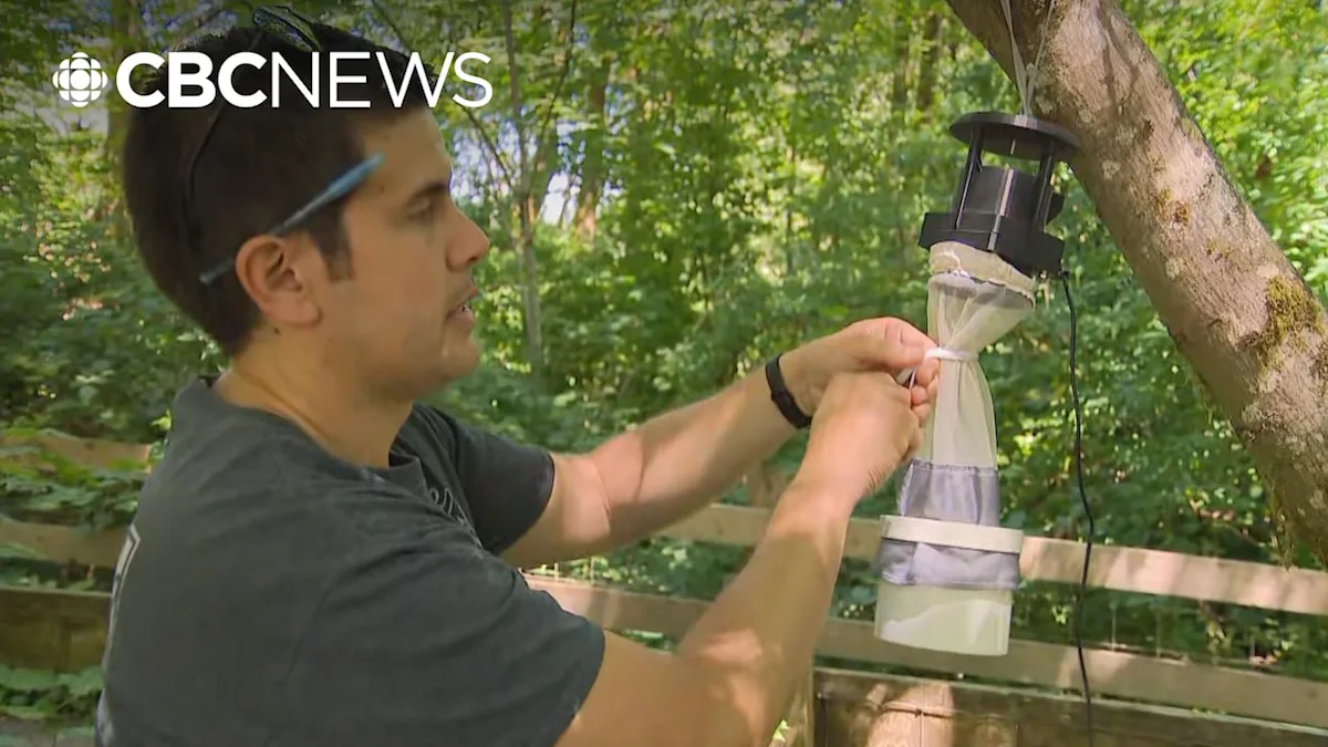 Monitoring invasive mosquitoes after virus detected
