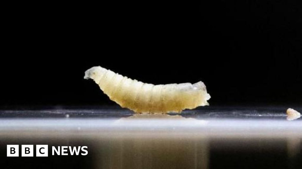 US plans to fight flesh