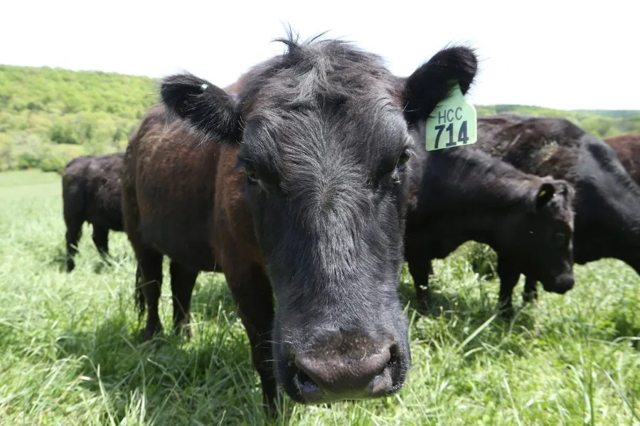 Second New World Screwworm case confirmed in Texas cattle