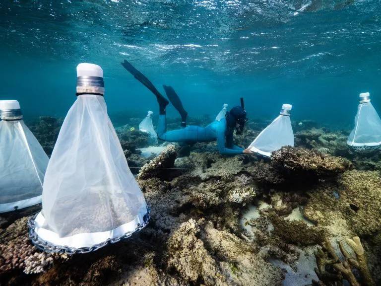 Millions Of Coral Larvae Released At Nyinggulu