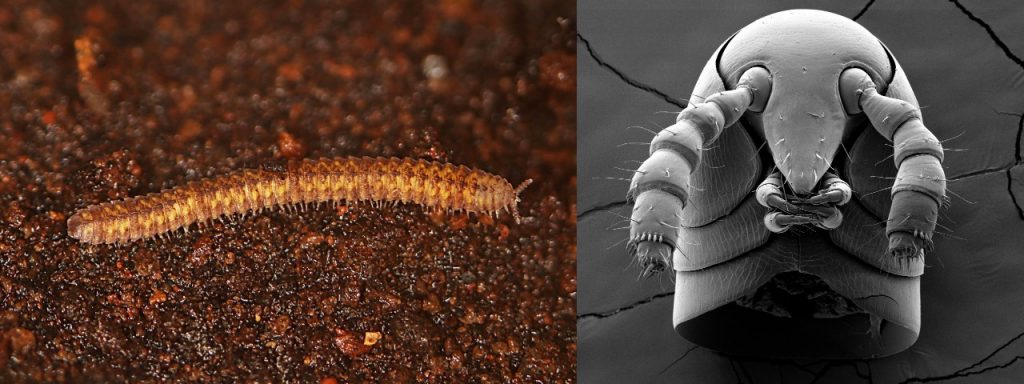 Ancient millipedes still had secrets to tell