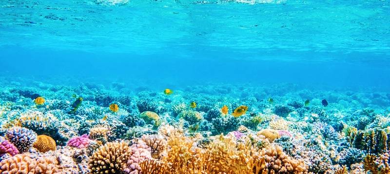 Scientists Identify More Coral Reefs Capable of Surviving Climate Crisis