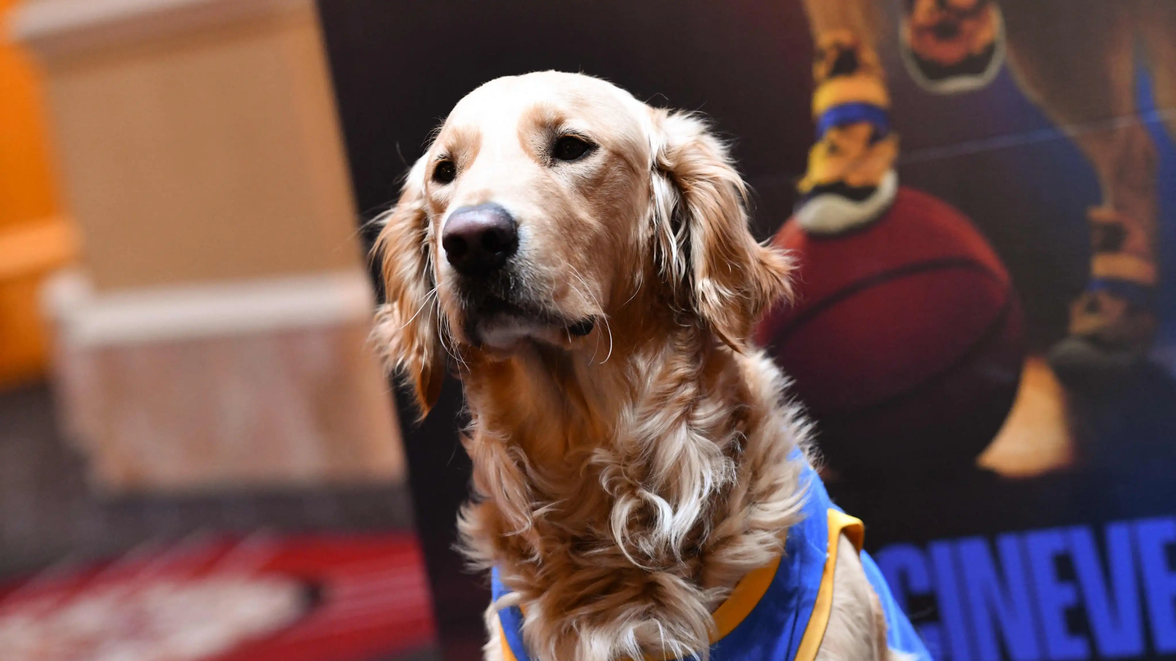 Eye on AI: Could artificial intelligence replace animal performers?