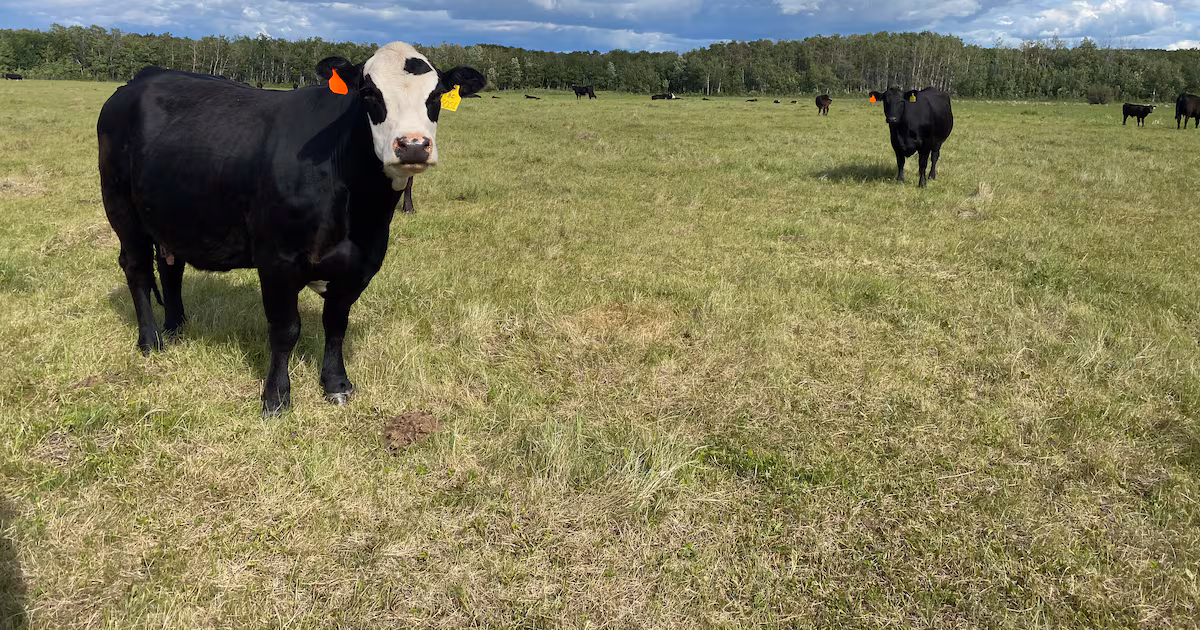 How this family farm is diversifying to survive for the next generation