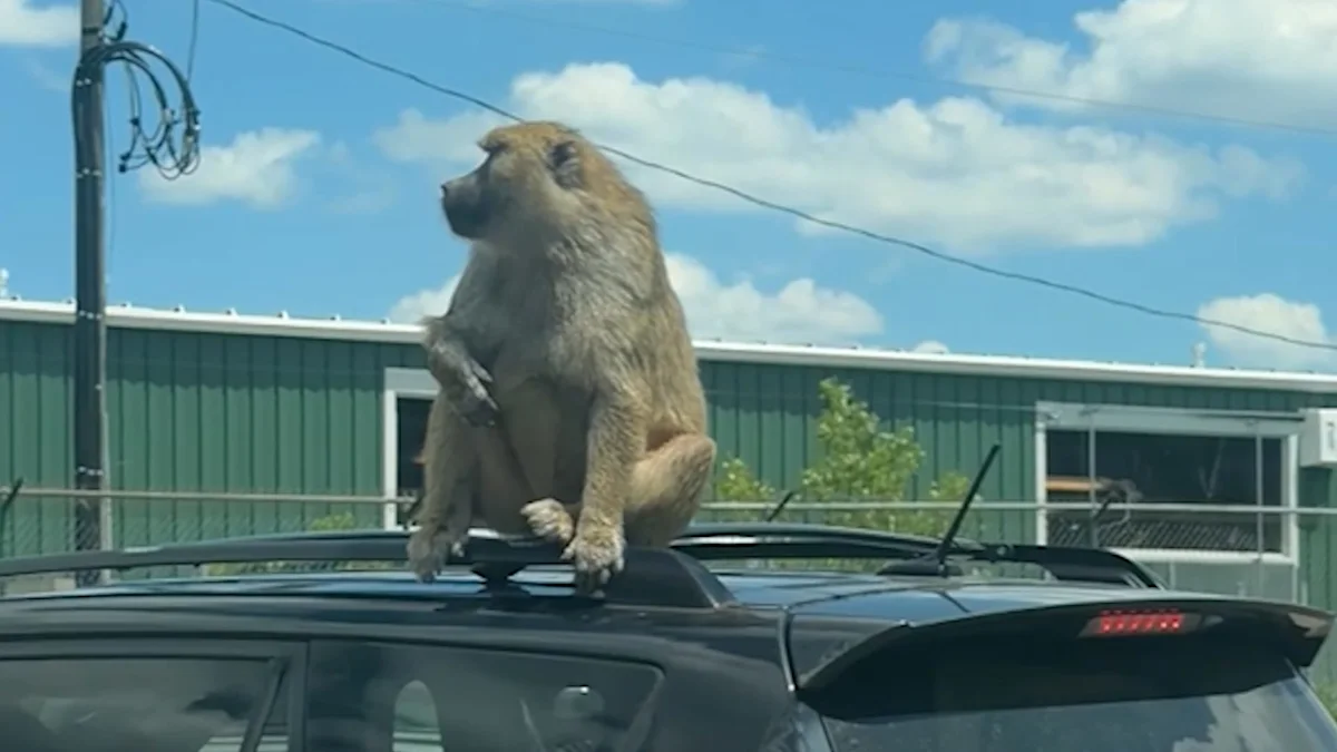 Baboon hitches ride on safari vehicle in Canada