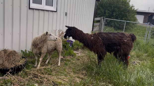 Sask. veterinarian recruits chatty sheep to be blind llama's bestie