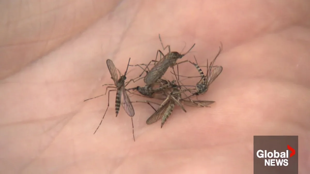 Mosquito number on the rise after rainy weekend