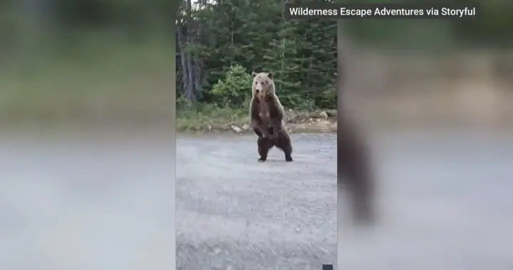 Alberta woman catches close encounter with Kananaskis grizzly bear on camera