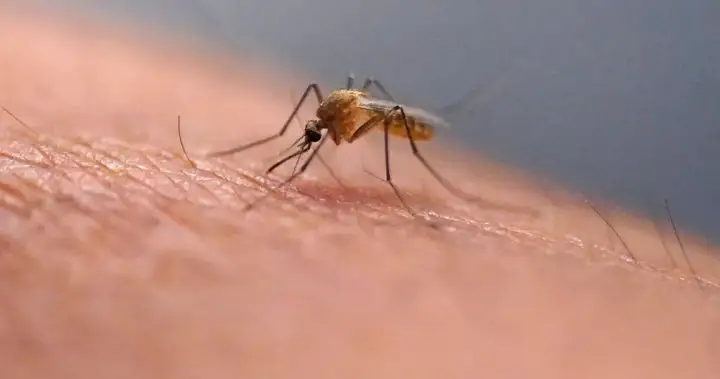 Scratching that bug bite might feel good at first but science explains why it’s a bad idea
