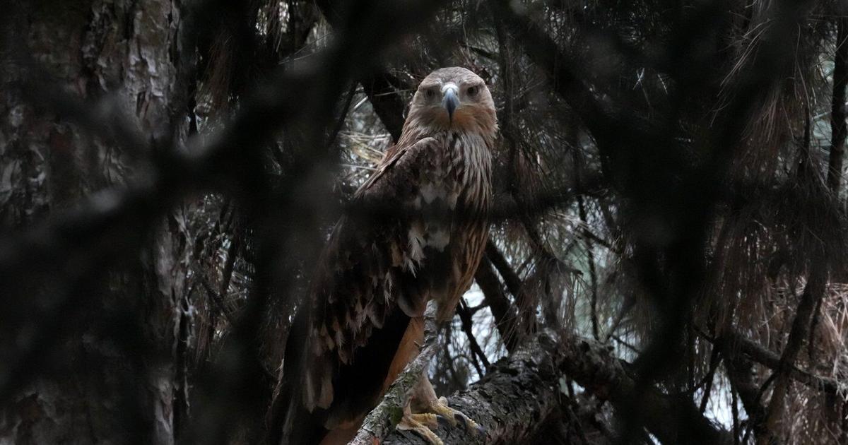 Feliks the eagle is back home in Serbia after a kidnap ordeal in the Middle East