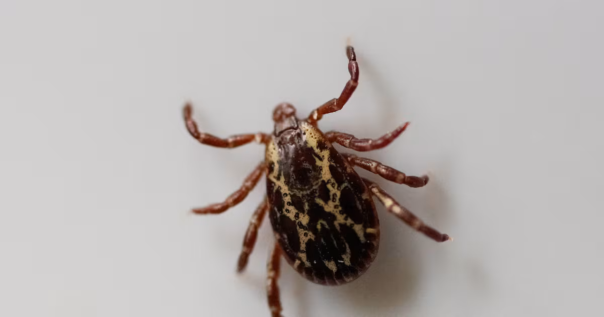 Lyme disease on the rise in Canada, but still likely underdiagnosed. Here’s how to protect yourself from ticks this summer.