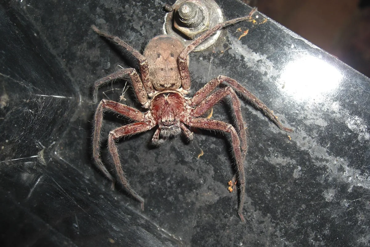 Australian spider declared world’s fastest after record