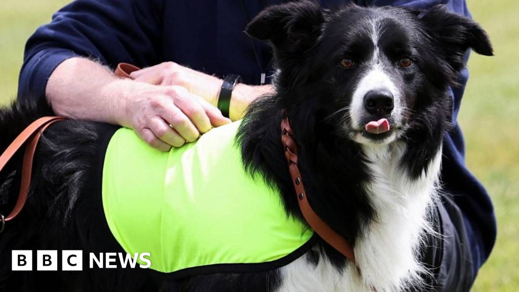 Meet the boarder collies protecting Canada's World Cup training pitch