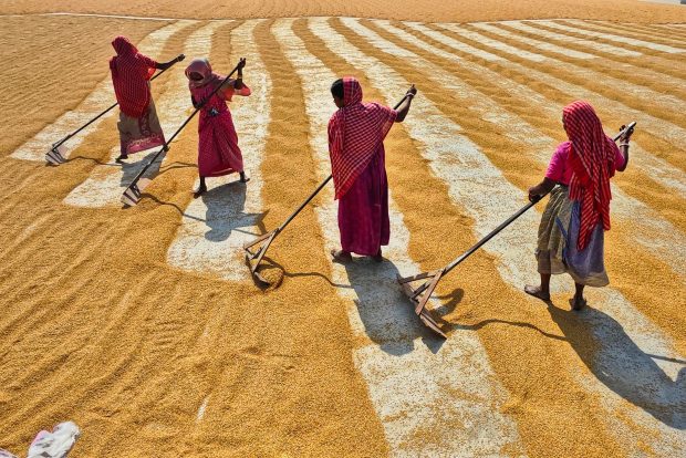 Women’s role in global food security overlooked; curbing technology