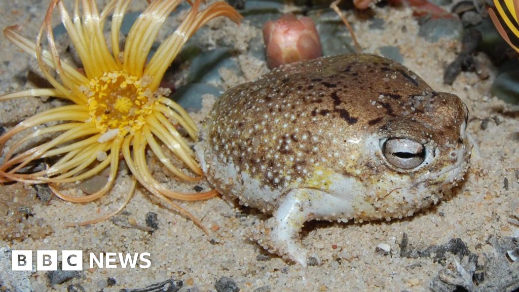 Viral squeaky frog is now at risk of extinction