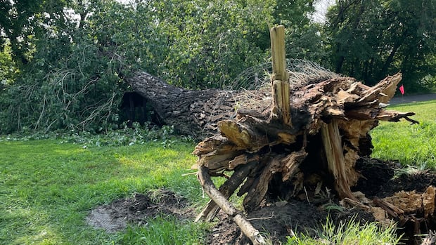 Saskatoon sees downed power lines, broken trees after extreme wind and thunderstorm