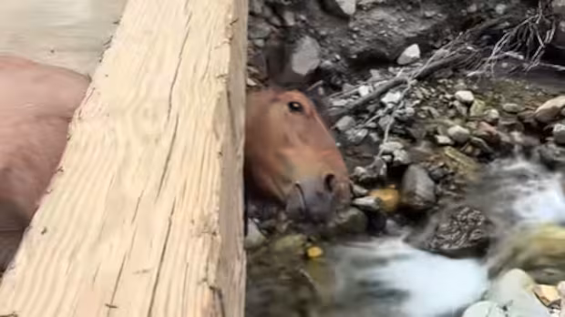 Horse with head trapped in a bridge near Lytton, B.C., discovered by passing truck driver