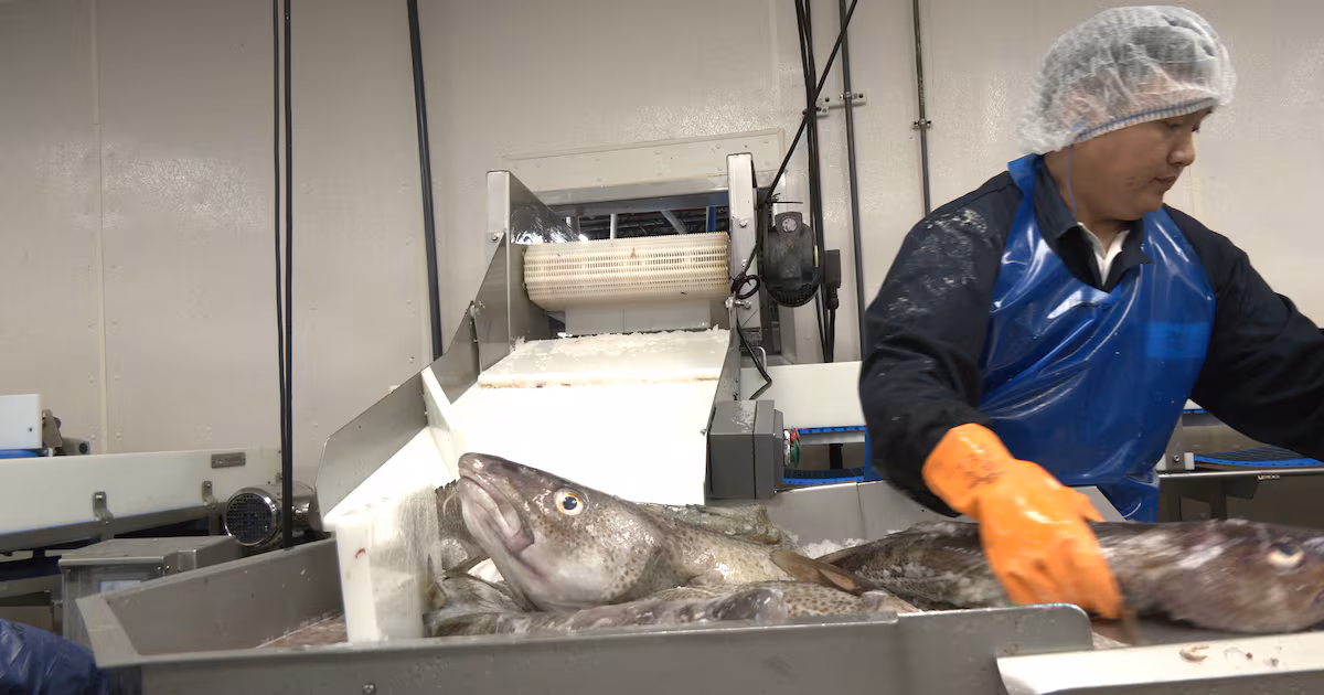Canadian cod plants see market demand increase after decades of a commercial ban