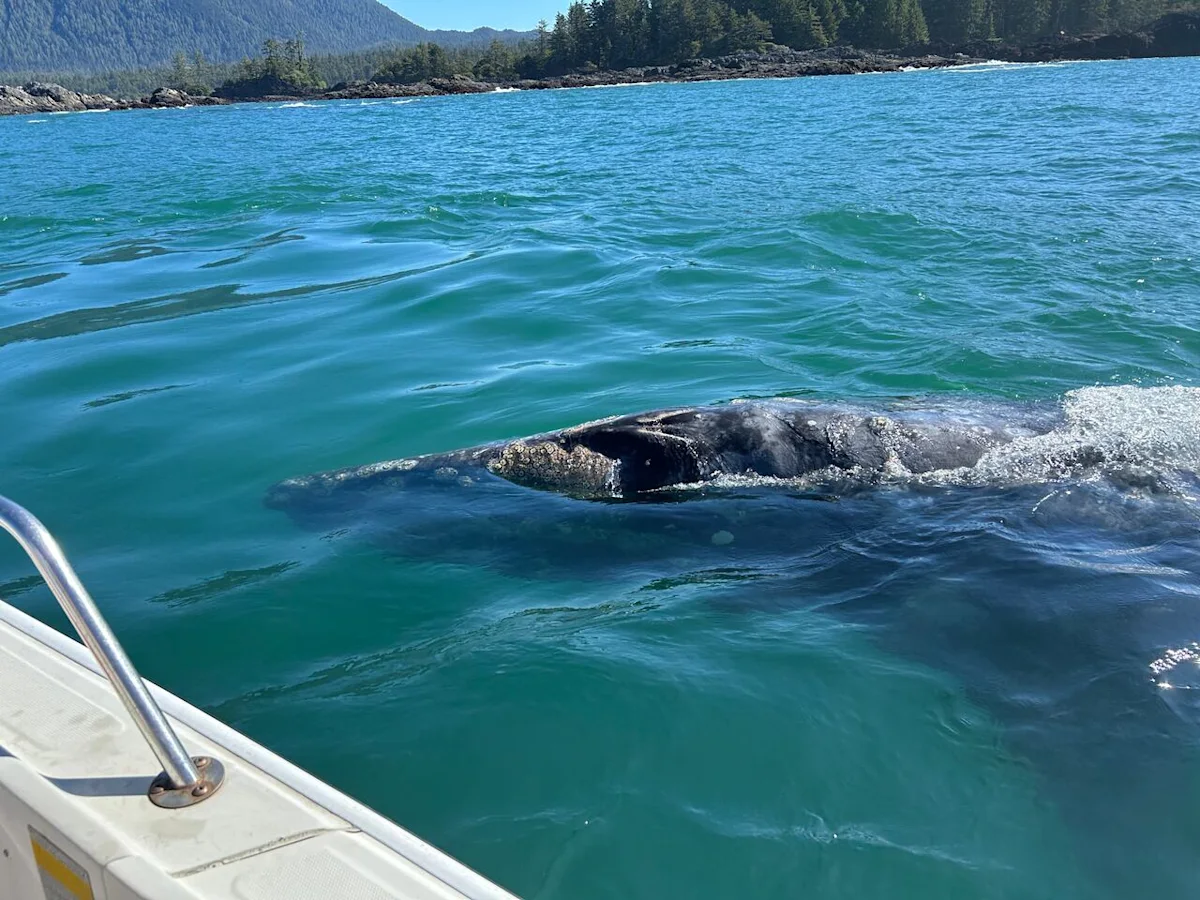 What’s killing West Coast grey whales?