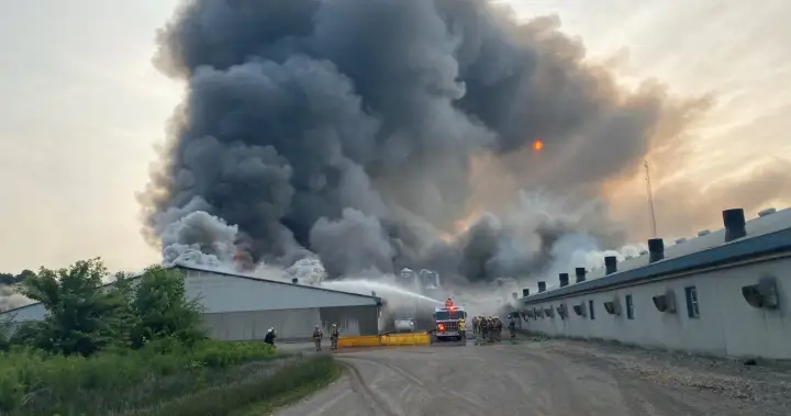 20K hogs dead as crews battle massive barn fire south of London, Ont.