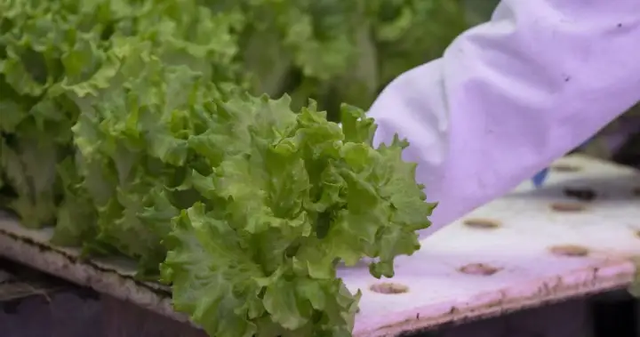 Should Canadians avoid American produce amid cyclosporiasis spread?