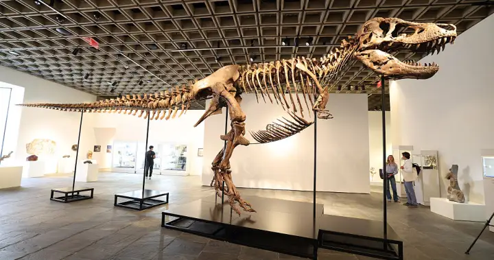 T. rex fossil fetches more than $50 million at auction from mystery bidder