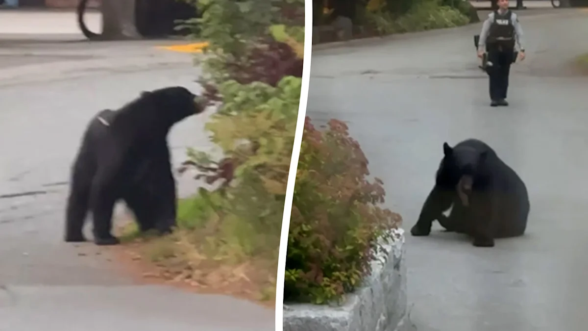 Bear tranquilized and relocated after wandering into public area