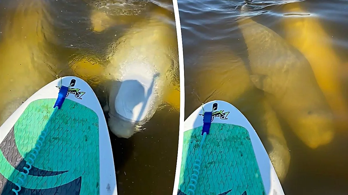 Curious beluga whales surround paddleboarder in Canada