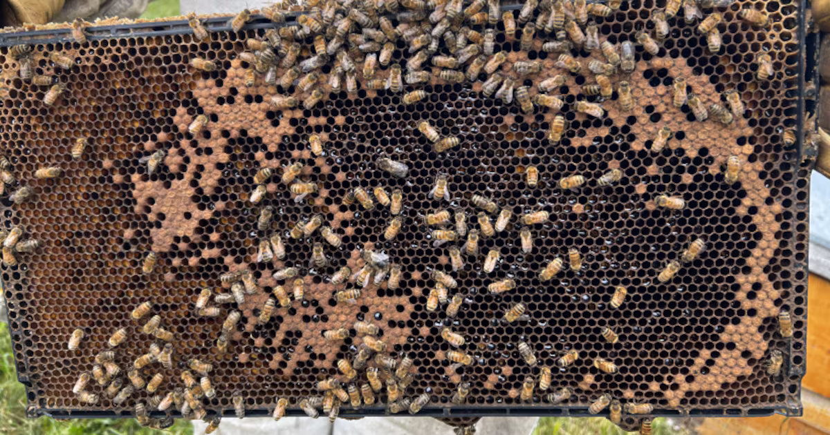 New research aims to protect honeybees and strengthen Canadian agriculture
