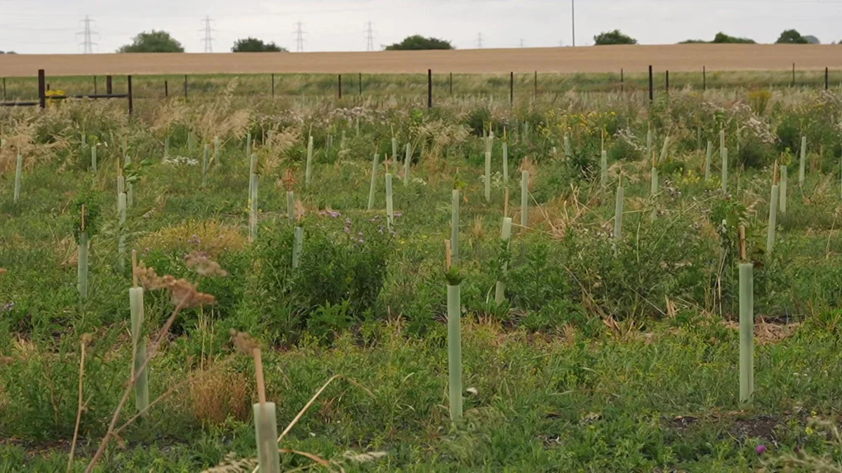 Mulching system keeps new woodland alive in drought