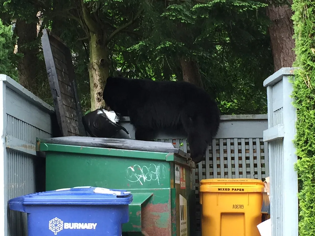 Is there an alternative to killing nuisance black bears?