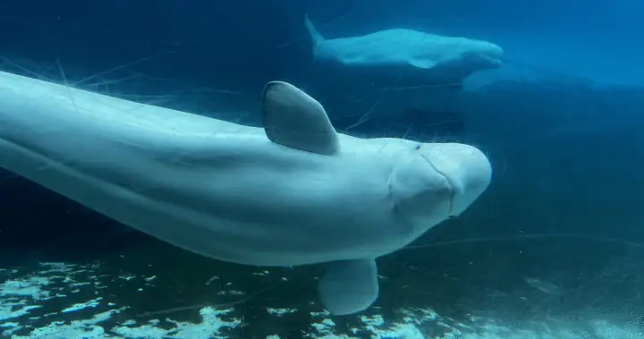 Marineland begins transporting 6 beluga whales to U.S. aquariums
