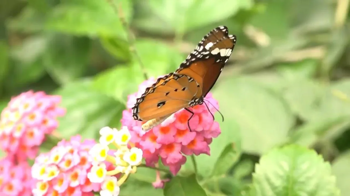 The refuge for butterflies struggling to survive extreme heat