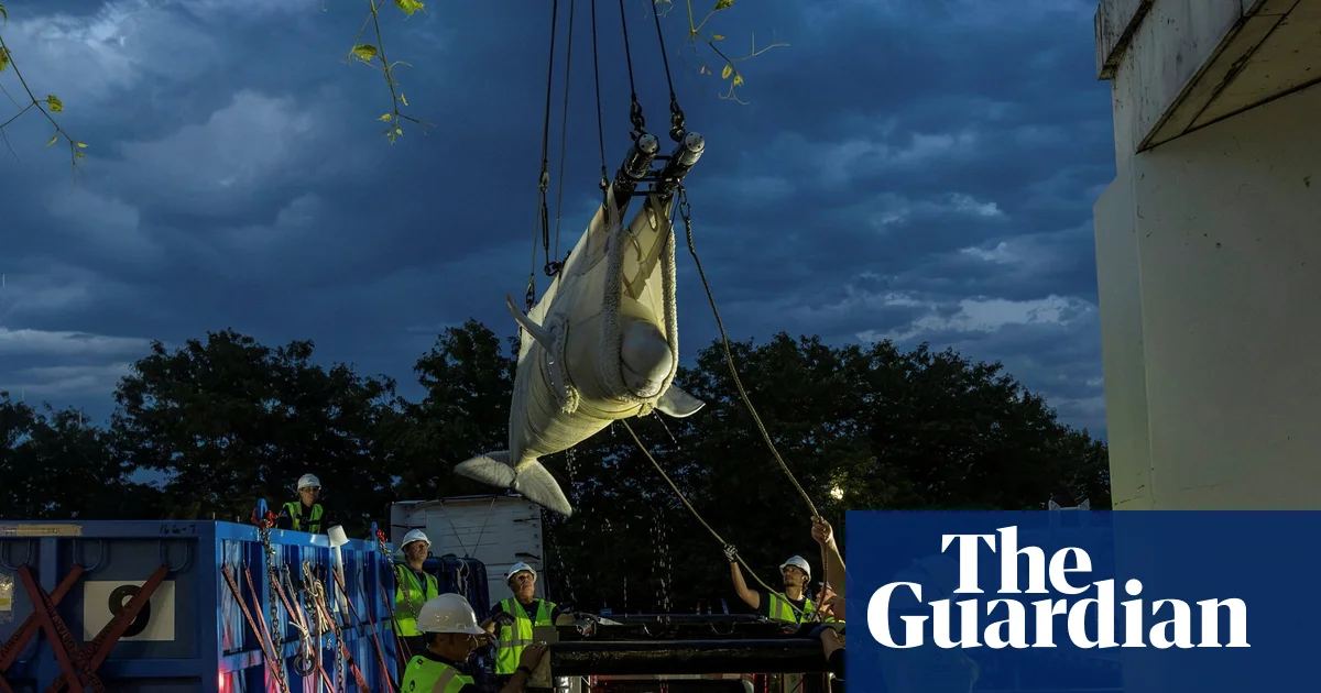 Six beluga whales finally leave embattled Canadian marine park