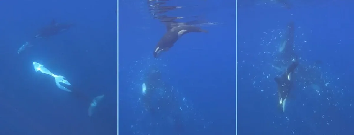 Orcas filmed smashing sunfish to smithereens
