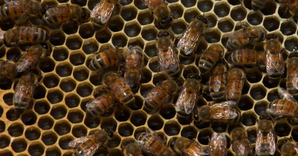 Canadian honey threatened by sting of Trump’s proposed tariffs