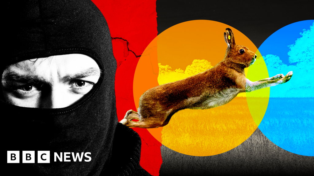 Gangs, violence and dumped dead animals: The hidden world of illegal hare hunts
