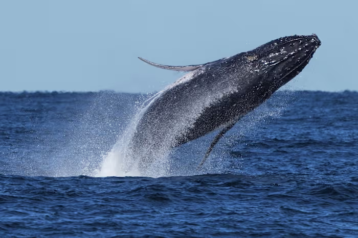 Whale 'supergroups' show numbers are rebounding from hunting. But Iran war holds dangers for them