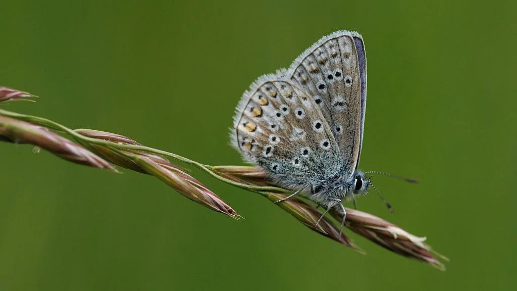 Residents urged to join nationwide butterfly count