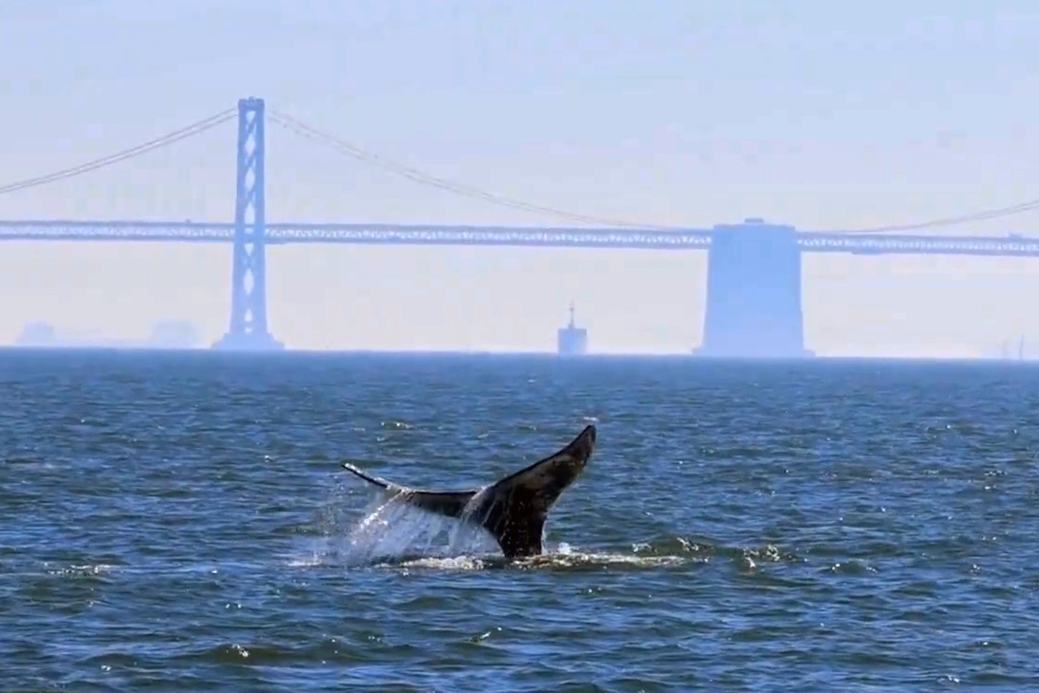 Can Tech Keep Whales Safe From Deadly Vessel Strikes?
