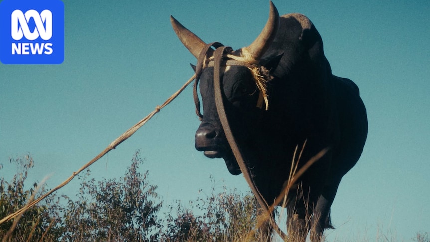 Travel from a Transylvanian village to Madagascar with these films