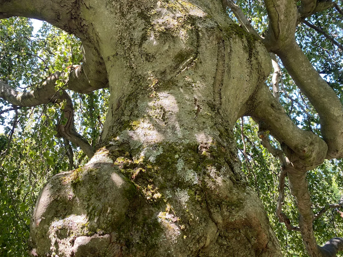 Vandals hit previously harmed historic tree in Halifax gardens