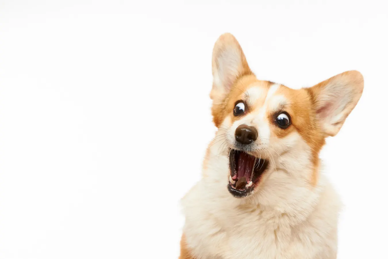 Corgi’s $4B AI Startup Valuation May Put Public Investors Last